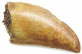 Serrated Raptor Tooth - Real Dinosaur Tooth #376456-1